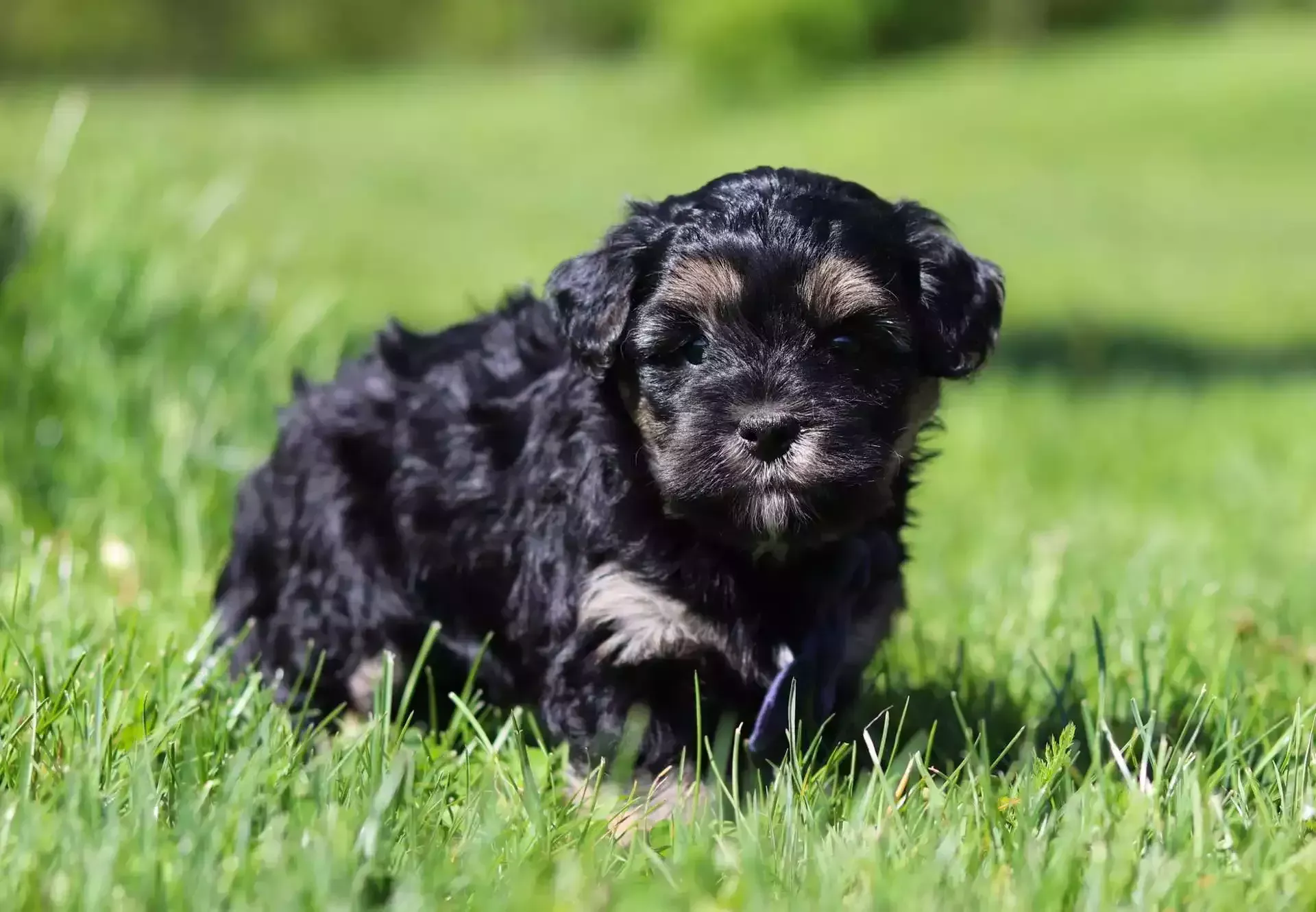 Yorkipoo in the Grass