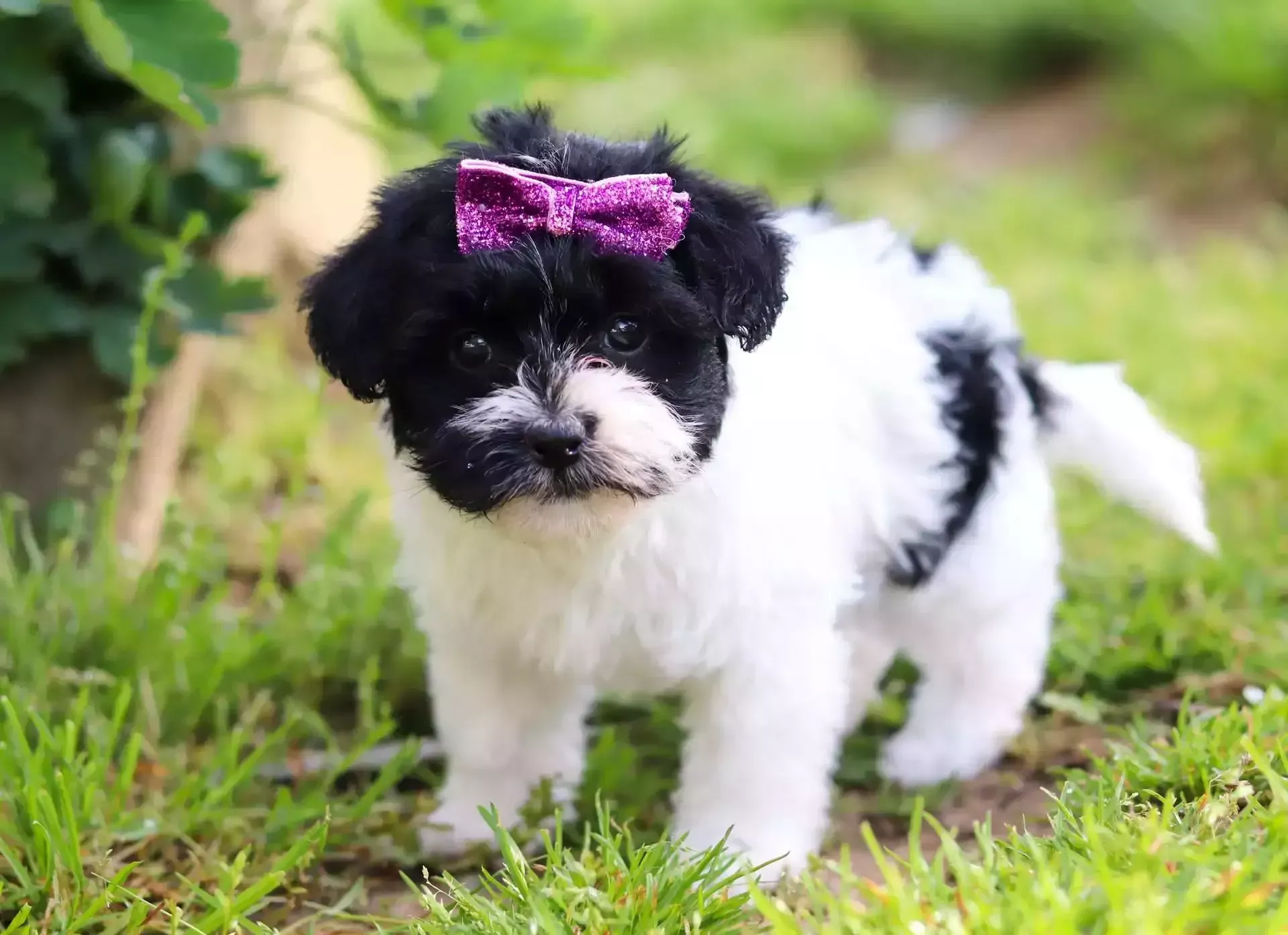 Female Black and White Yorkipoo Pup